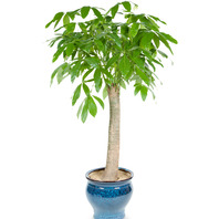 사기화분파키라 552h