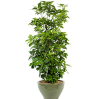 청목1