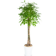 사기화분파키라 553h